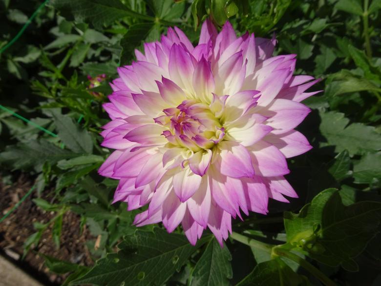 Free stock image of dahlia created by GAIMARD Jacques