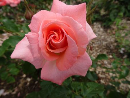perfectly shaped pink rose - Free Stock Photo