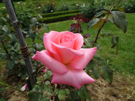 Free Stock Photo of splendor of the rose !
