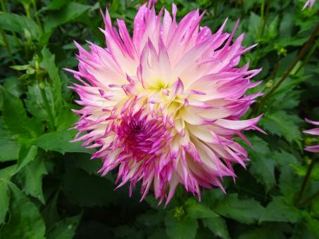 Free Stock Photo of yellow-white dahlia with pink tips