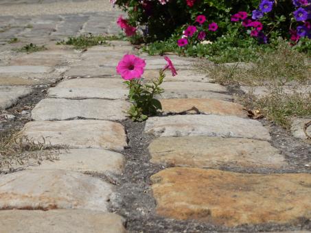Free Stock Photo of Lonely petunia on the sandstone pavement