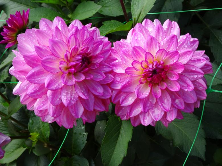 Free stock image of twin dahlias created by GAIMARD Jacques