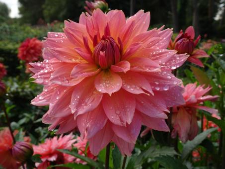 Free Stock Photo of the pink dahlia as beautiful as ever !