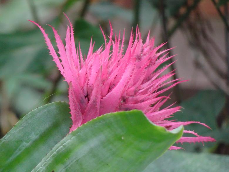 Free stock image of tropical plant in a greenhouse created by GAIMARD Jacques