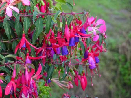 Free Stock Photo of blue and pink fuchsias