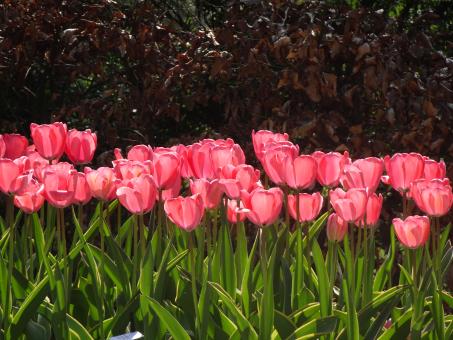 Free Stock Photo of great tulips