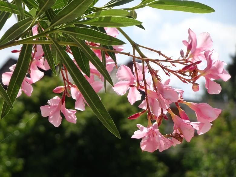 Free stock image of pink oleander created by GAIMARD Jacques
