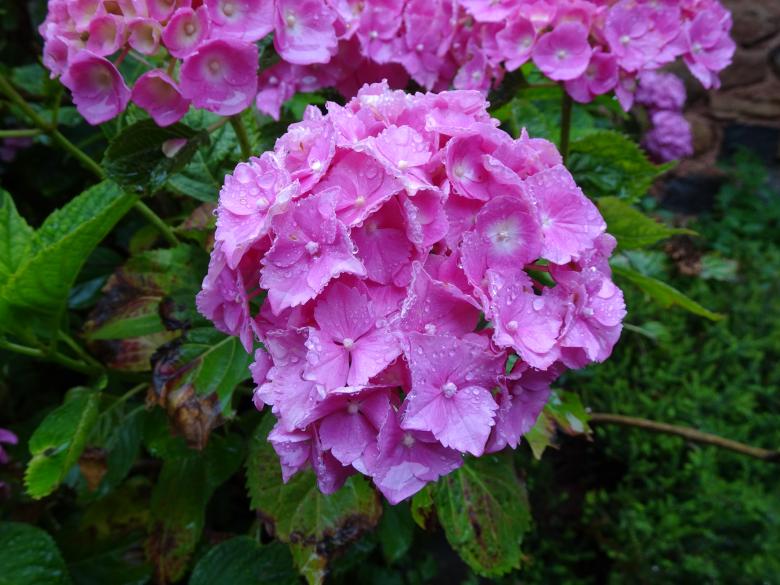 Free stock image of pink dianthus created by GAIMARD Jacques