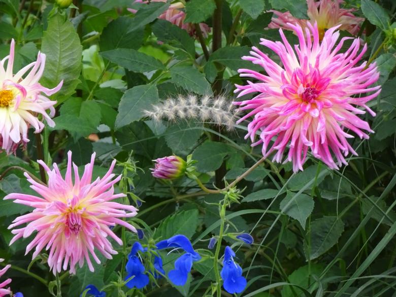 Free stock image of dahlia beauties created by GAIMARD Jacques