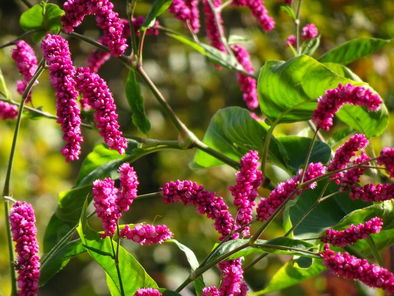 Free stock image of strange but beautiful bush created by GAIMARD Jacques