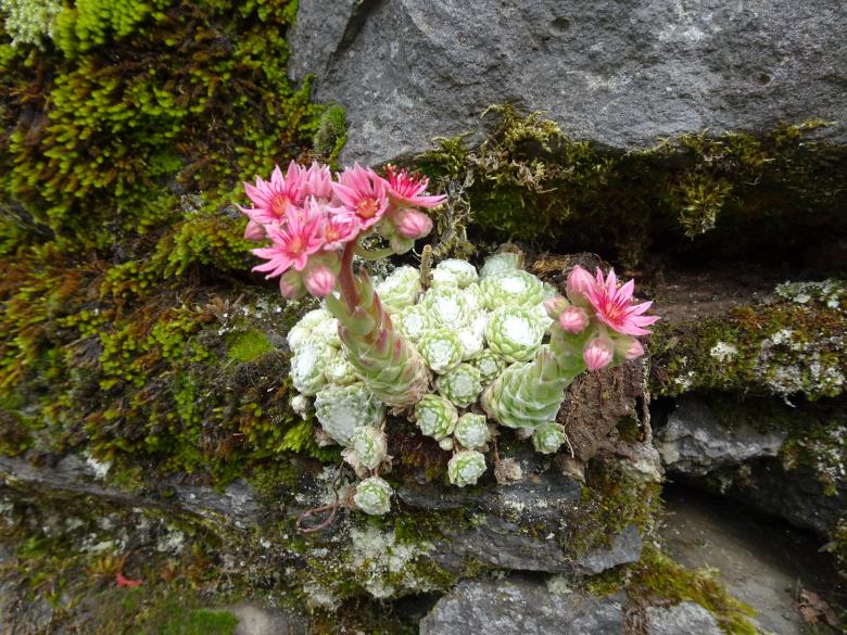 Free stock image of Blooming succulent created by GAIMARD Jacques