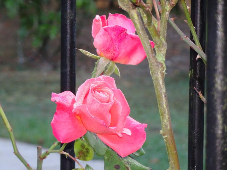 Free stock image of Unusual rose close-up created by GAIMARD Jacques