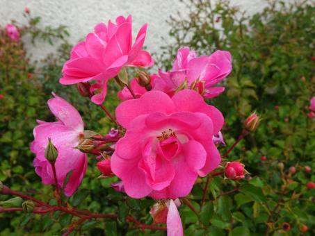 blooming pink roses shrub - Free Stock Photo