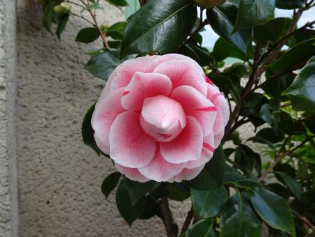 pink and white camellia close-up - Free Stock Photo