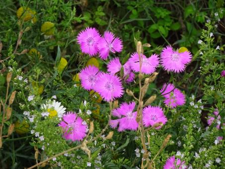 Free Stock Photo of Mauve dianthus