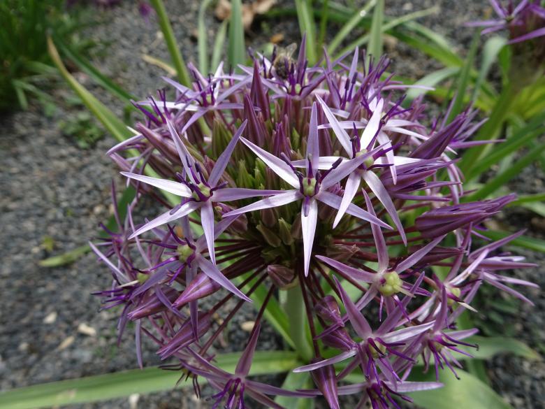 Free stock image of Incredible ornemental garlic flower... created by GAIMARD Jacques