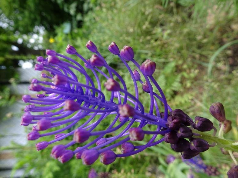 Free stock image of Strange and fascinating fishbone flower's bud created by GAIMARD Jacques