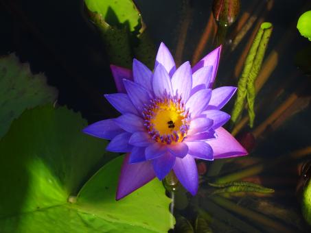 Tropical water lily - Free Stock Photo