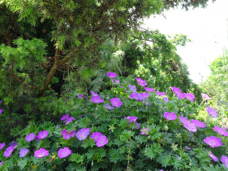 Free stock image of Perennial geranium's flowers created by GAIMARD Jacques