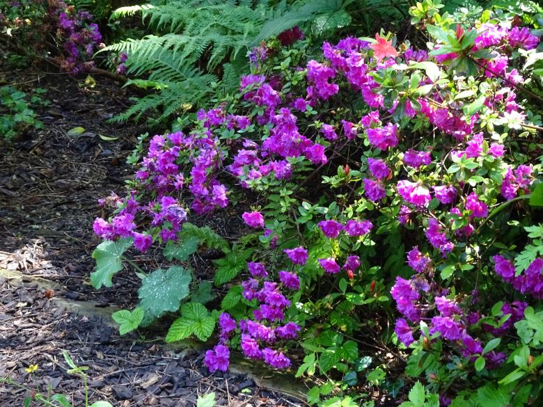 Free stock image of Azalea in April... created by GAIMARD Jacques