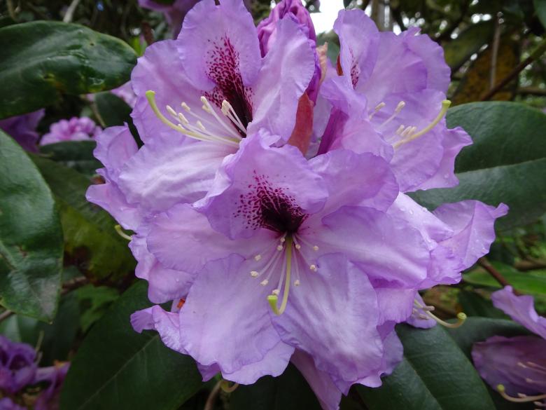 Free stock image of Perfect rhododendron flower... created by GAIMARD Jacques