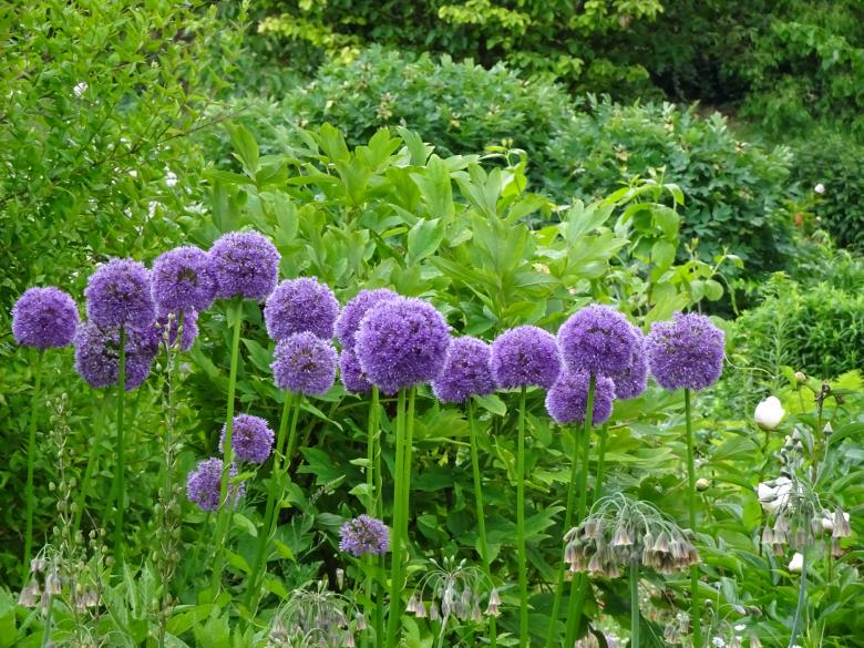 Free stock image of Inescapable ornemental garlic ! created by GAIMARD Jacques