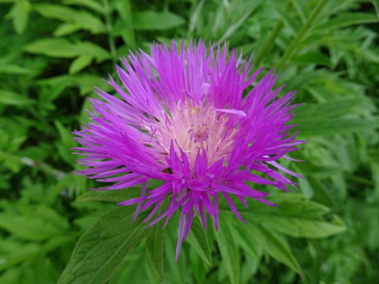 Free stock image of Fascinating mauve color...Don't you think ? created by GAIMARD Jacques