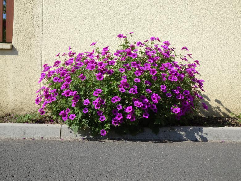 Free stock image of Nice way to make the sidewalk attractive !! created by GAIMARD Jacques