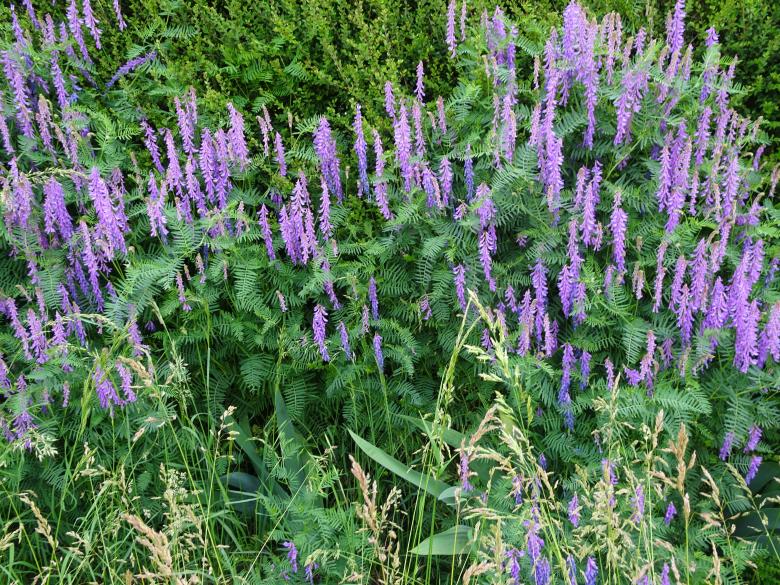 Free stock image of Spike shaped violet flowers created by GAIMARD Jacques