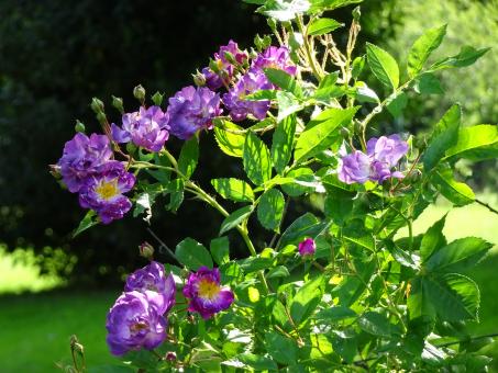 Blue rose shrub - Free Stock Photo