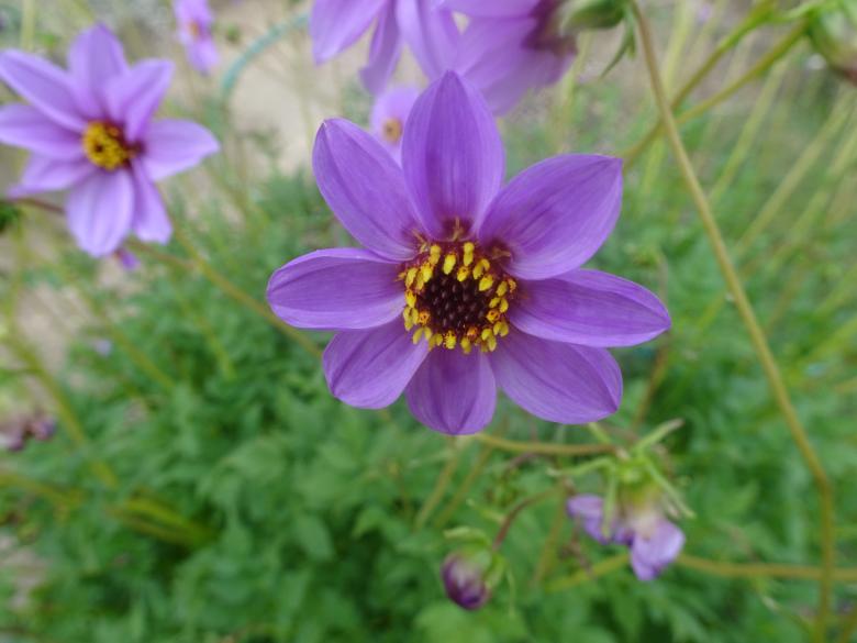 Free stock image of Mauve-violet with a yellow crown! created by GAIMARD Jacques