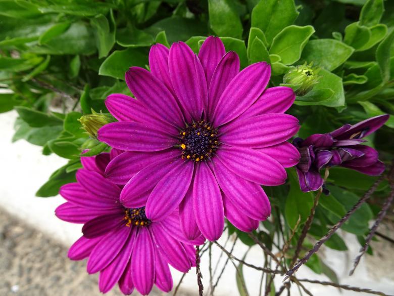 Free stock image of Dark mauve beauty created by GAIMARD Jacques