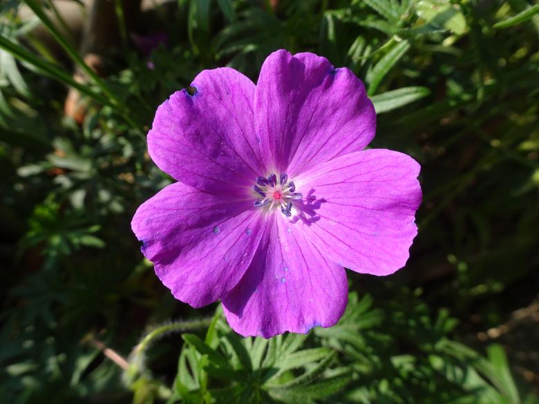 Free stock image of Lonely mauve lady created by GAIMARD Jacques