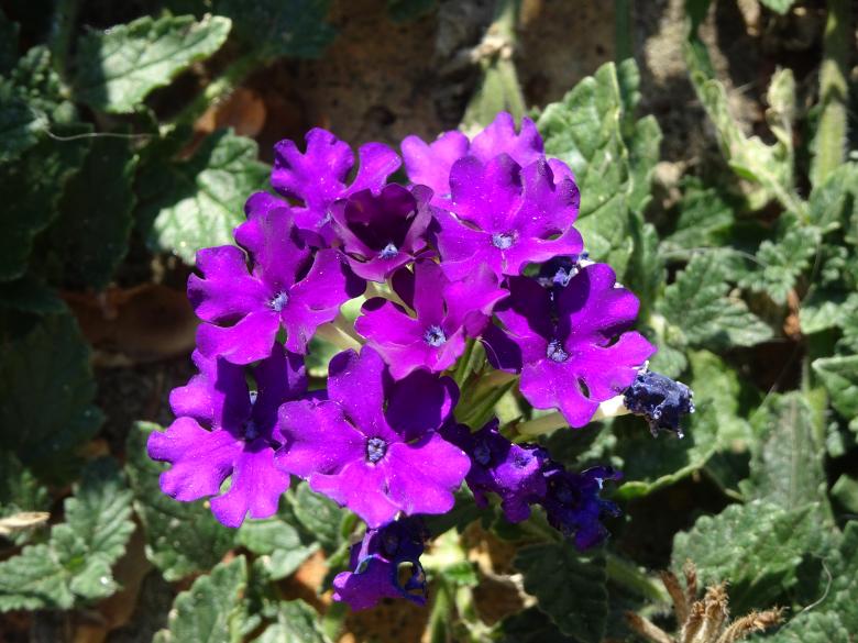 Free stock image of Dark mauve flowers in a garden created by GAIMARD Jacques