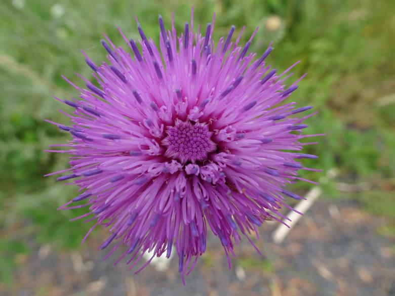Free stock image of Explosion of mauve! created by GAIMARD Jacques