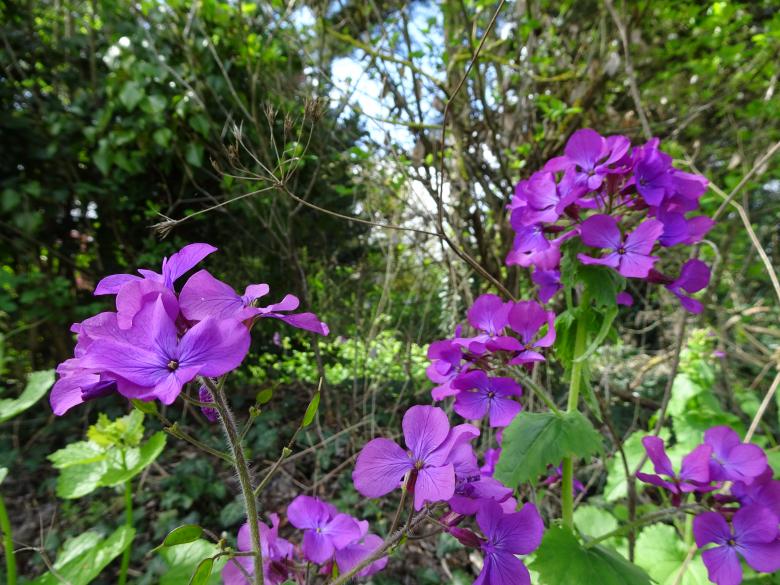 Free stock image of Common but beautiful mauve-violet flowers created by GAIMARD Jacques