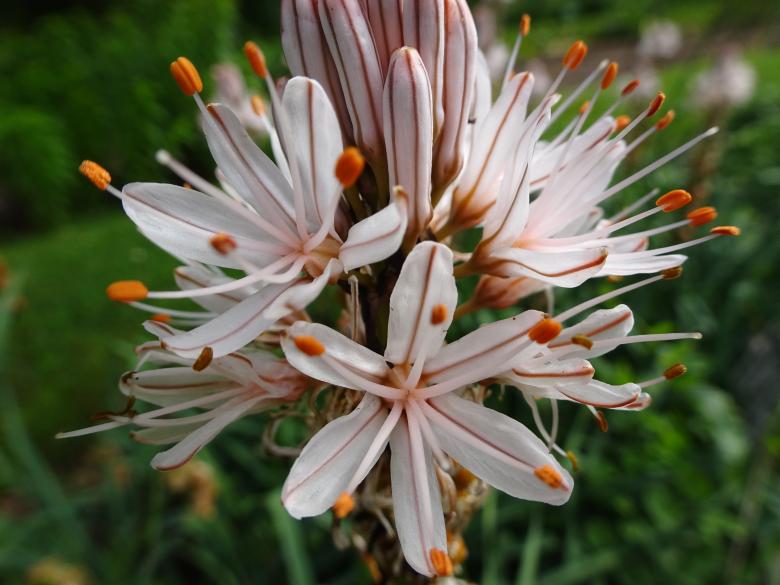 Free stock image of Another nature's beauty... created by GAIMARD Jacques