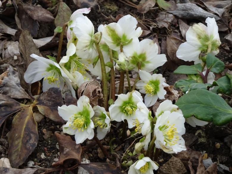 Free stock image of "Christmas rose" blooming in January created by GAIMARD Jacques