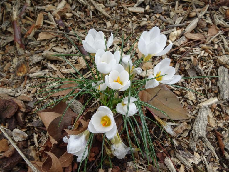 Free stock image of The very first blooming flowers ! created by GAIMARD Jacques