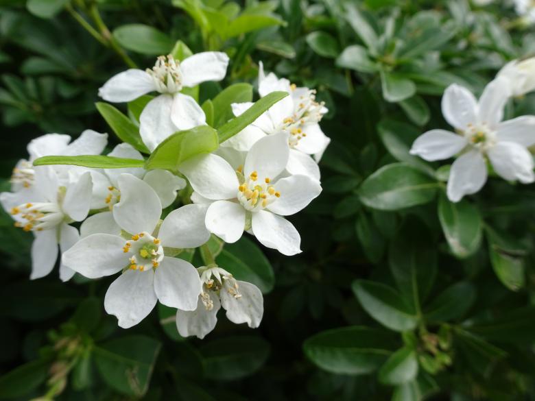 Free stock image of Mexican orange tree created by GAIMARD Jacques