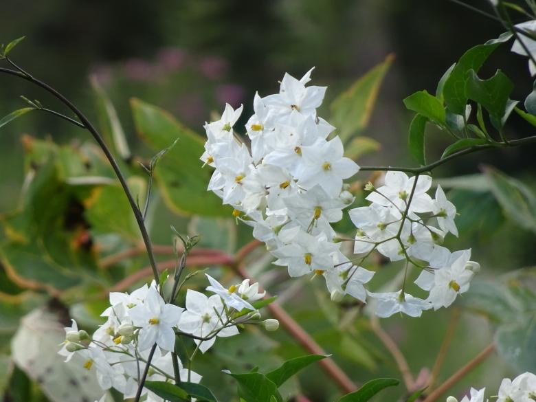 Free stock image of Very light flowers created by GAIMARD Jacques