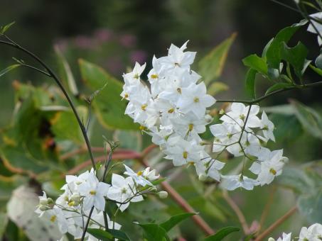 Free Stock Photo of Very light flowers