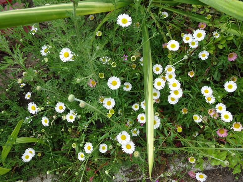 Free stock image of an explosion of daisies ! created by GAIMARD Jacques