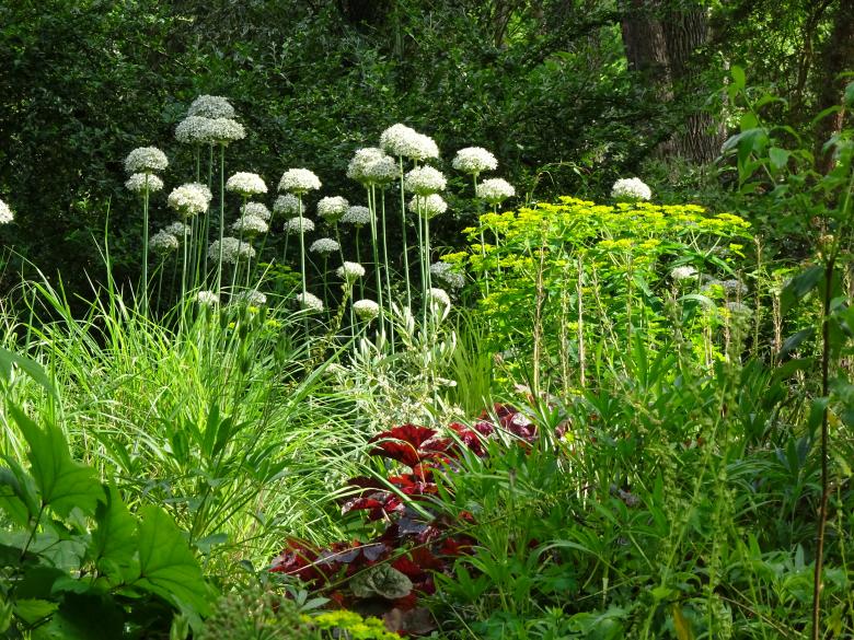 Free stock image of Ornemental garlic flowers created by GAIMARD Jacques