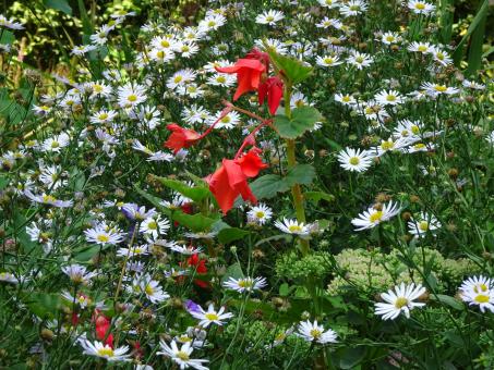 Red begonia among daisies - Free Stock Photo