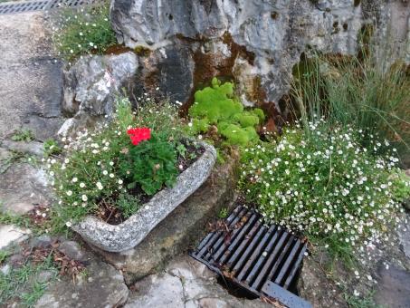 Free Stock Photo of Tiny white flowers in a middle-age construction