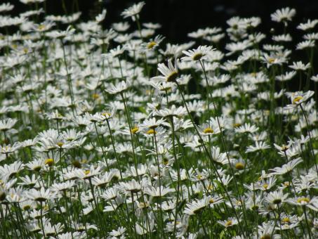 Hundreds of daisies - Free Stock Photo