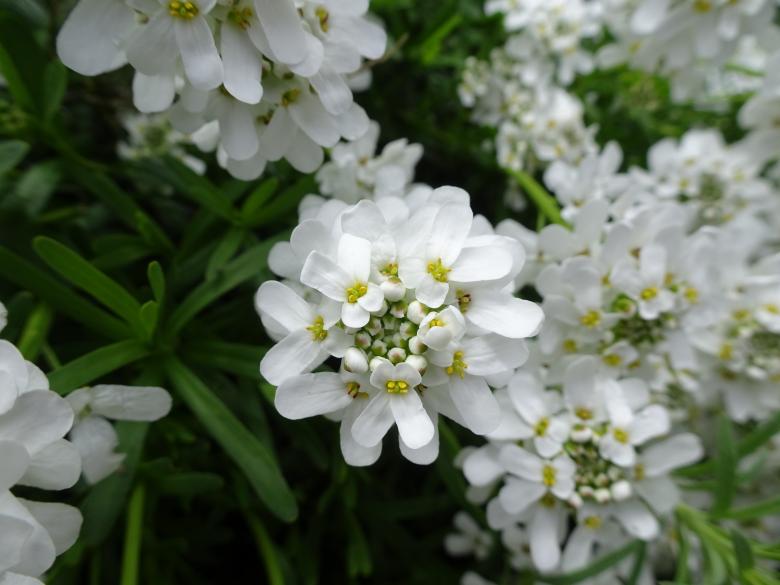 Free stock image of Very perfumed Mexican orange tree's flowers created by GAIMARD Jacques