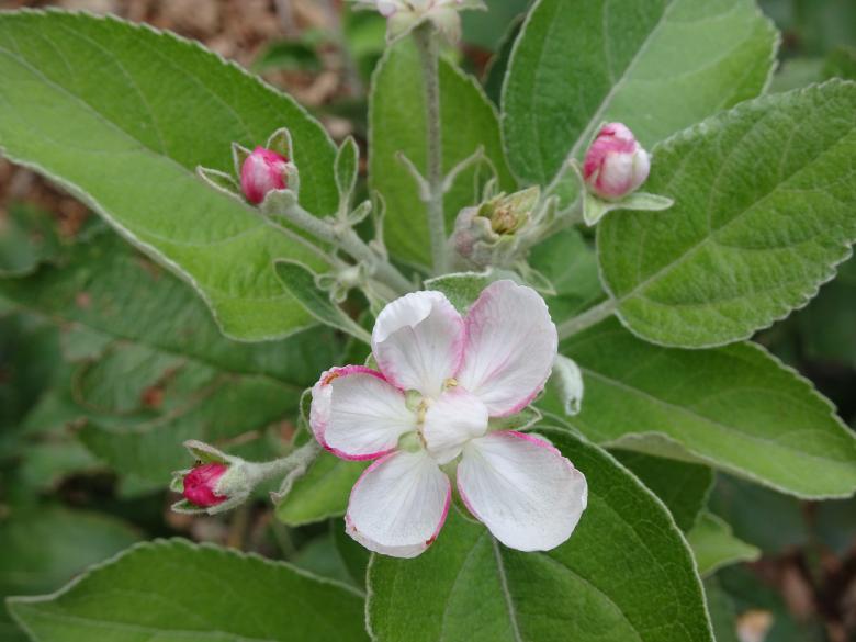 Free stock image of Apple tree blooming created by GAIMARD Jacques