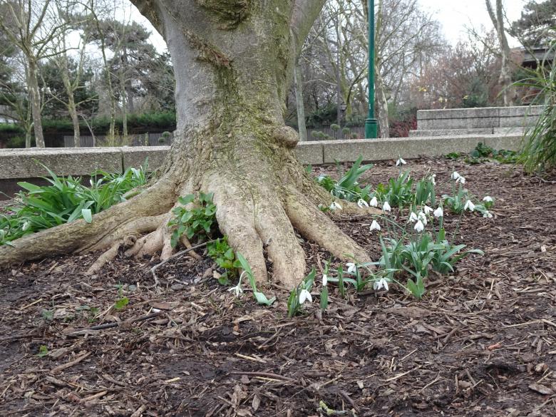 Free stock image of Under the tree in march created by GAIMARD Jacques